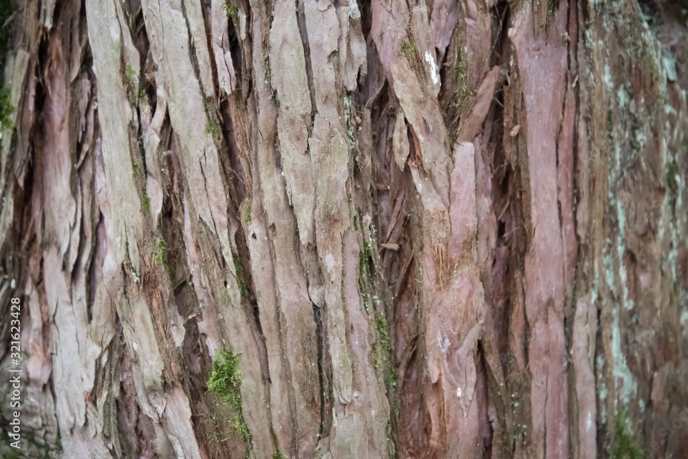 A scenic view of the trunk of a giant Sequoia, also known as giant sequoias or giant sequoadendron. Barrel close-up with an interesting texture.