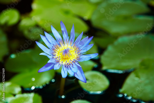 Egyptian lotus, blooming blue lotus