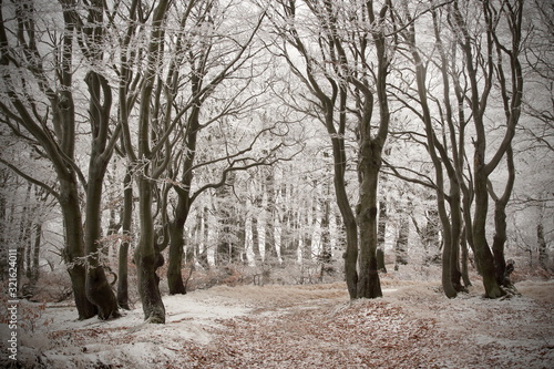 road in winter forest © Dayen