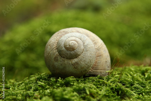 Shell in moss