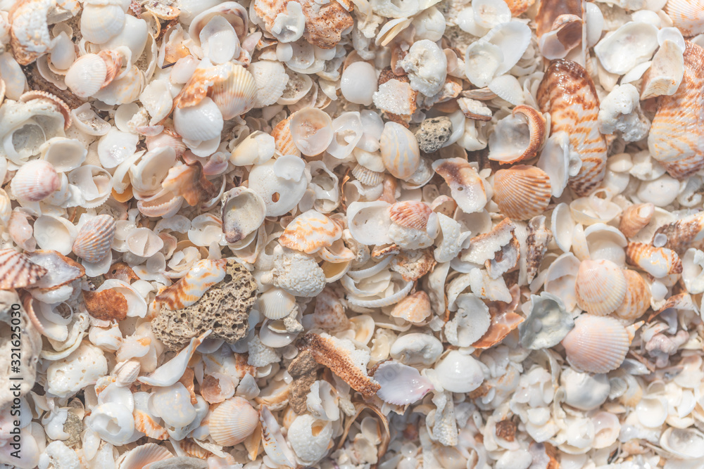 Orange sea shells Wallpaper