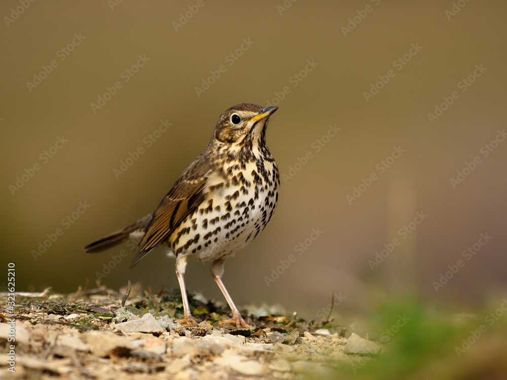 Fototapeta premium Song thrush, Turdus philomelos