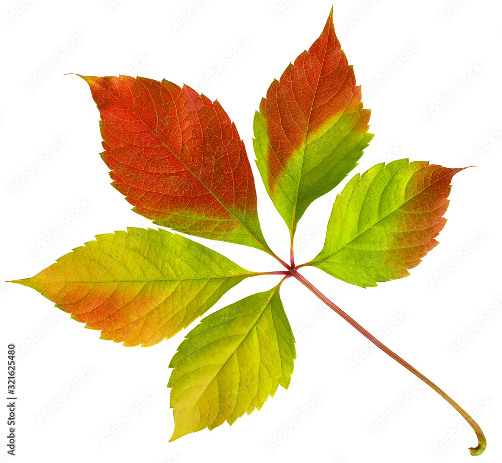 Red autumn wild grape leaf with orange and green isolated on white background Red autumn wild grape leaf with orange and green isolated on white background