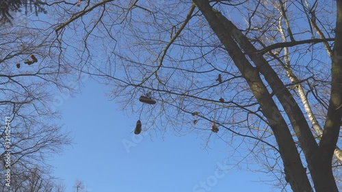 Shoes hung on a tree.