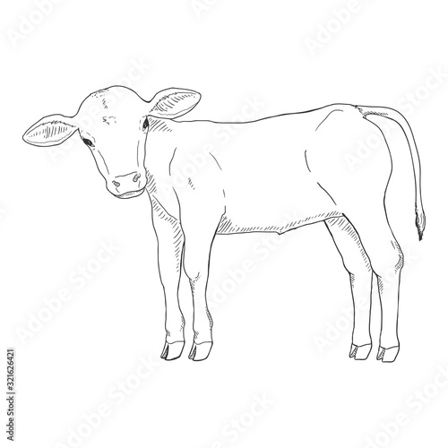 Sketch Calf. Vector Hand Drawn Illustration.