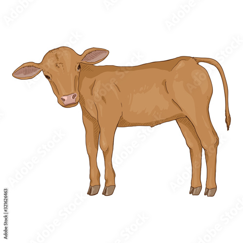 Cartoon Calf. Side View.
