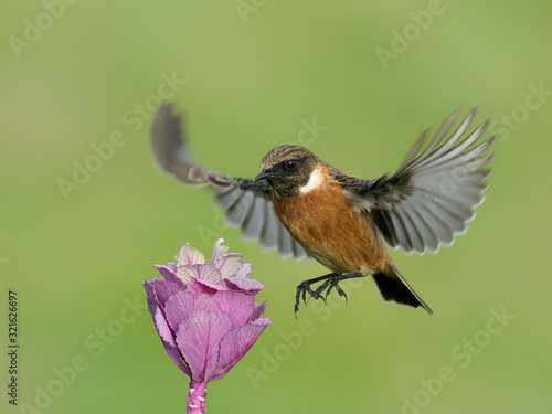 Stonechat, Saxicola rubicola © Erni