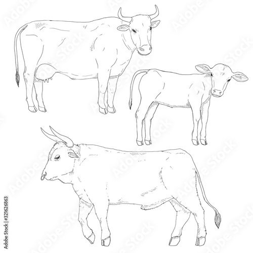 Vector Set of Sketch Cattle. Calf, Cow and Bull