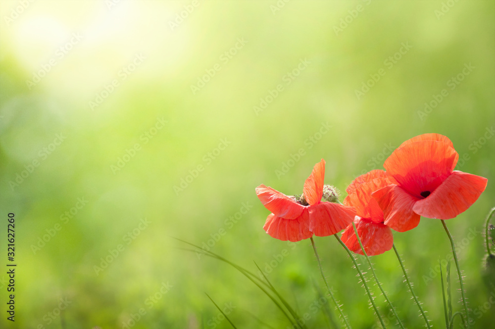 Fototapeta premium Delicate flowers red poppies blooming in the wild field. Space for text. Selective focus. Green summer background.