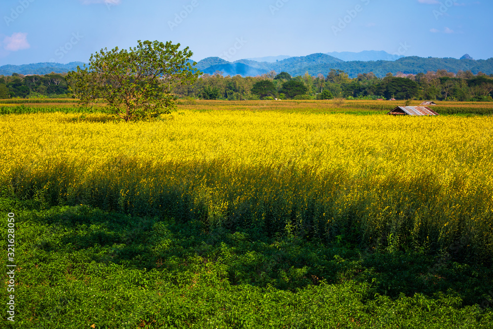 Yellow Indian Hemp Field