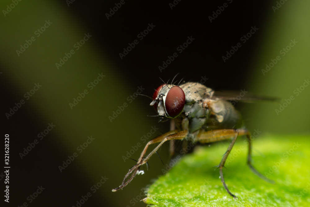 Fototapeta premium fly perched on green leaf on black background.