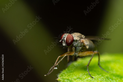 fly perched on green leaf on black background. © Chaimongkol