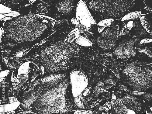 Distress seashell and mussels vector texture. EPS8 illustration.