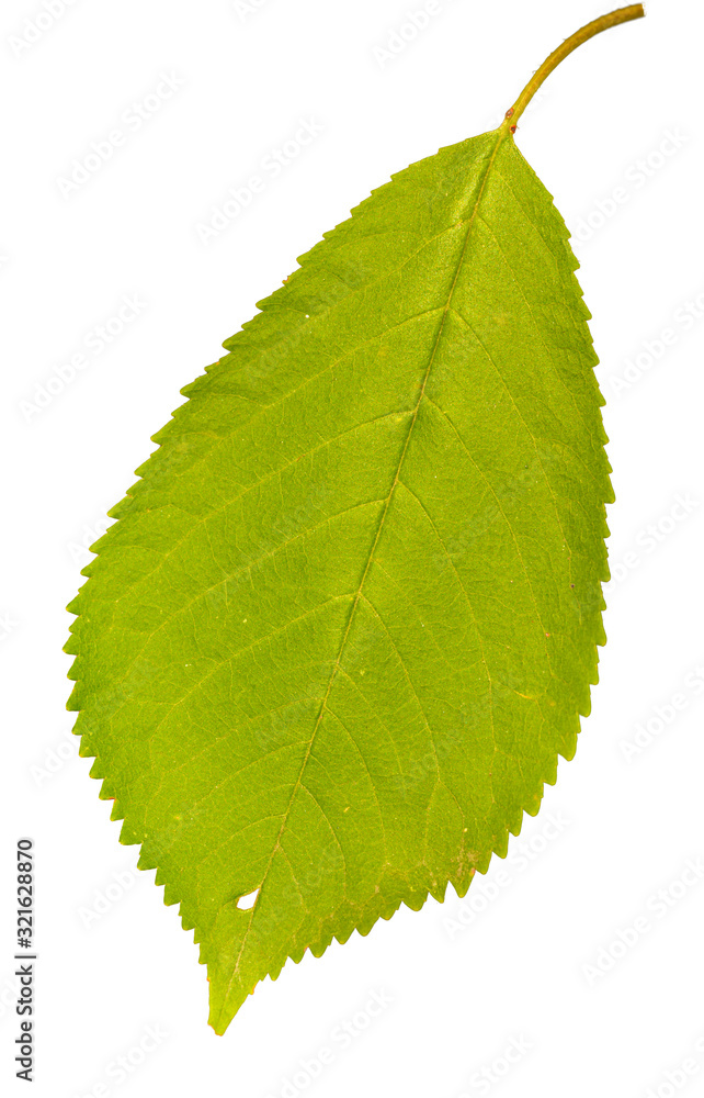 detail of a single tree leaf, isolated on white detail of a single tree leaf, isolated on white