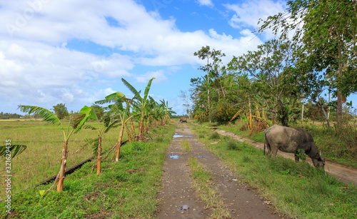 Farm in Tabontabon, Leyte, Philippines photo