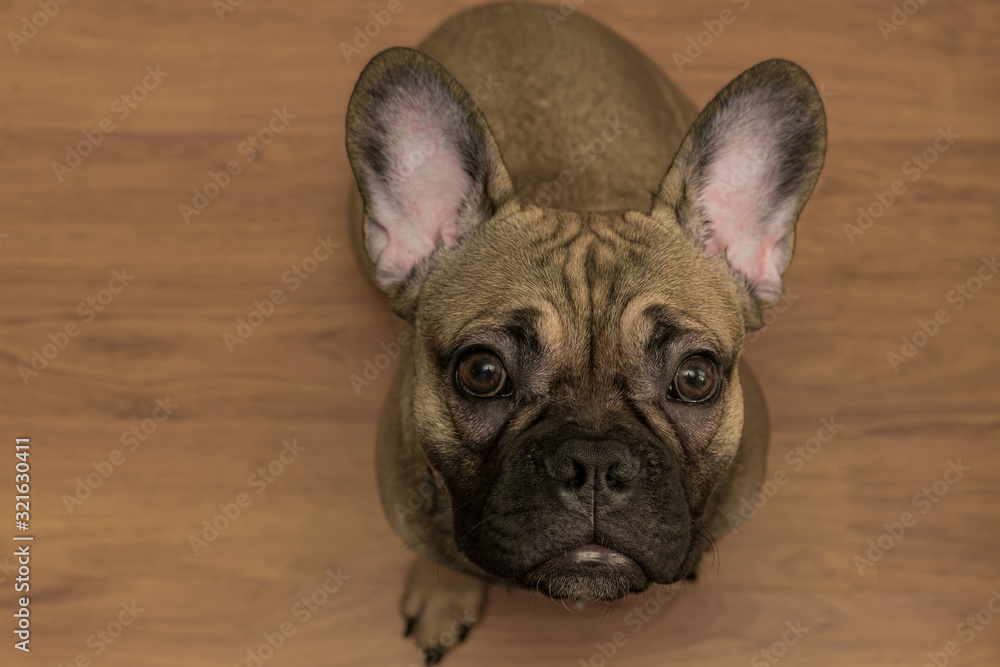 Portrait of a young puppy of french bulldog