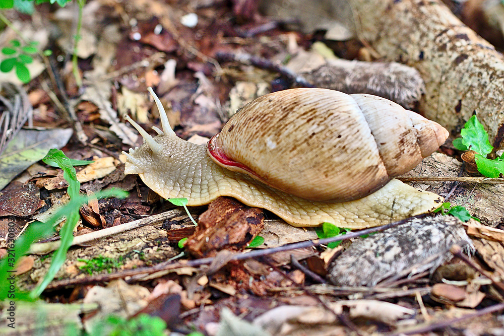 Brazilian Snail This snail is very common in Brazilian forests.