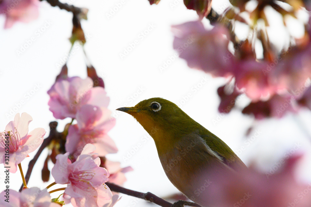 Japanese white-eye with early blooming cherry blossoms in Miura city, Miura peninsula, Kanagawa prefecture, Japan Japanese white-eye with early blooming cherry blossoms in Miura city, Miura peninsula, Kanagawa prefecture, Japan