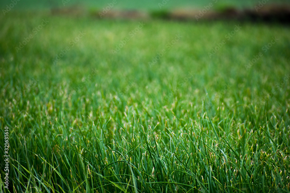 field of spring onion beautiful background field of spring onion beautiful background