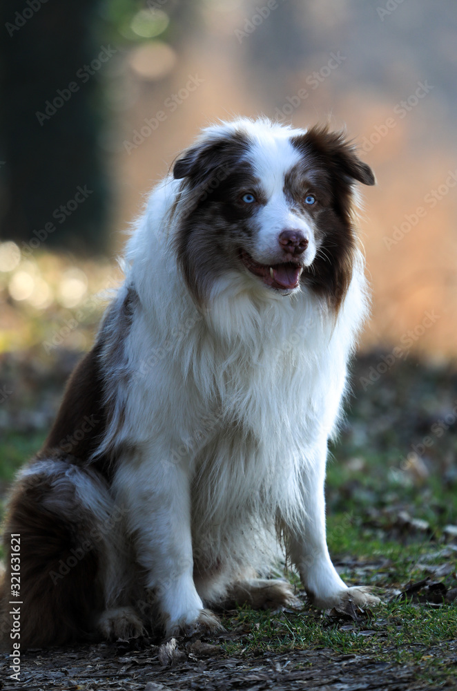 Chocolate - Merle farbiger Bordercollie Rüde macht Sitz in einem Wald mit hellem Hintergrund und Bokeh.