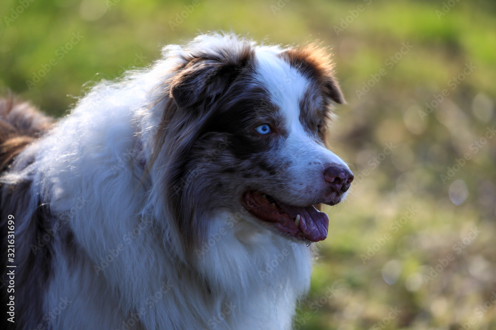 Chocolate - Merle farbiger Bordercollie Rüde macht Sitz in einem Wald mit hellem Hintergrund und Bokeh