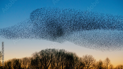 Beautiful large flock of starlings. A flock of starlings birds fly in the Netherlands. During January and February, hundreds of thousands of starlings gathered in huge clouds. Hunting the starlings.