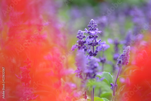 Violet salvia with red salvia in front of bokeh