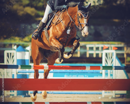 A beautiful fast Bay racehorse with a rider in the saddle jumps over a high multi-colored barrier, participating in show jumping competitions on a Sunny summer day.