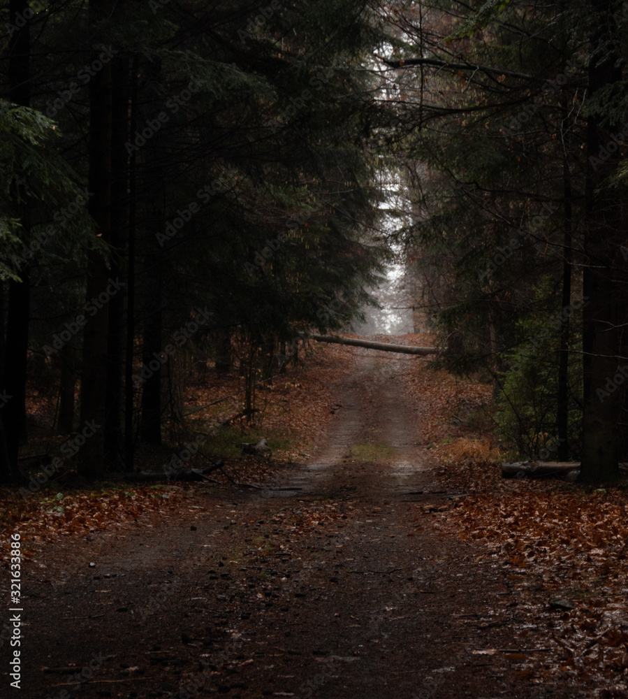 Obraz premium road in the forest