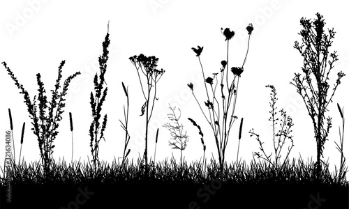 Grassland silhouette. Wild weeds on grass in field. Vector illustration.