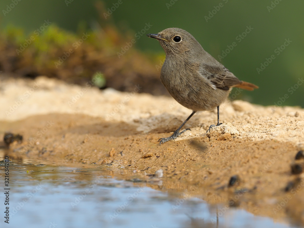 Black redstart, Phoenicurus ochruros Black redstart, Phoenicurus ochruros
