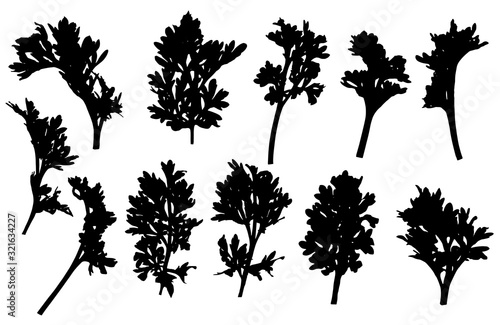 Set of branches of wormwood  silhouette. Vector illustration