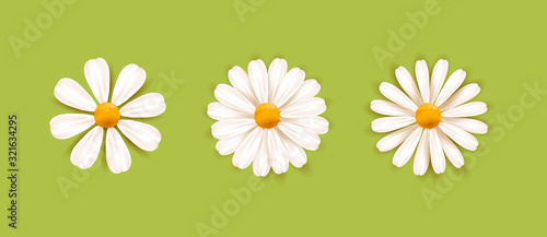 Set of White daisy chamomile illustration. Cute realistic flower plant icon collection. Different sorts of flower petal blossom photo