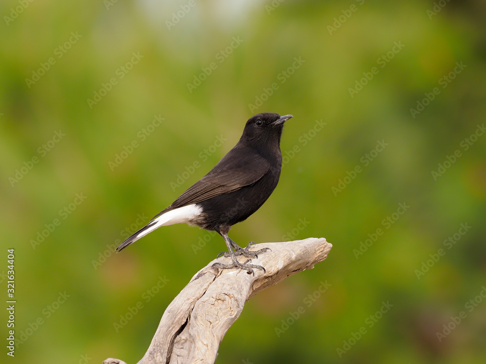 Obraz premium Black wheatear, Oenanthe leucura,
