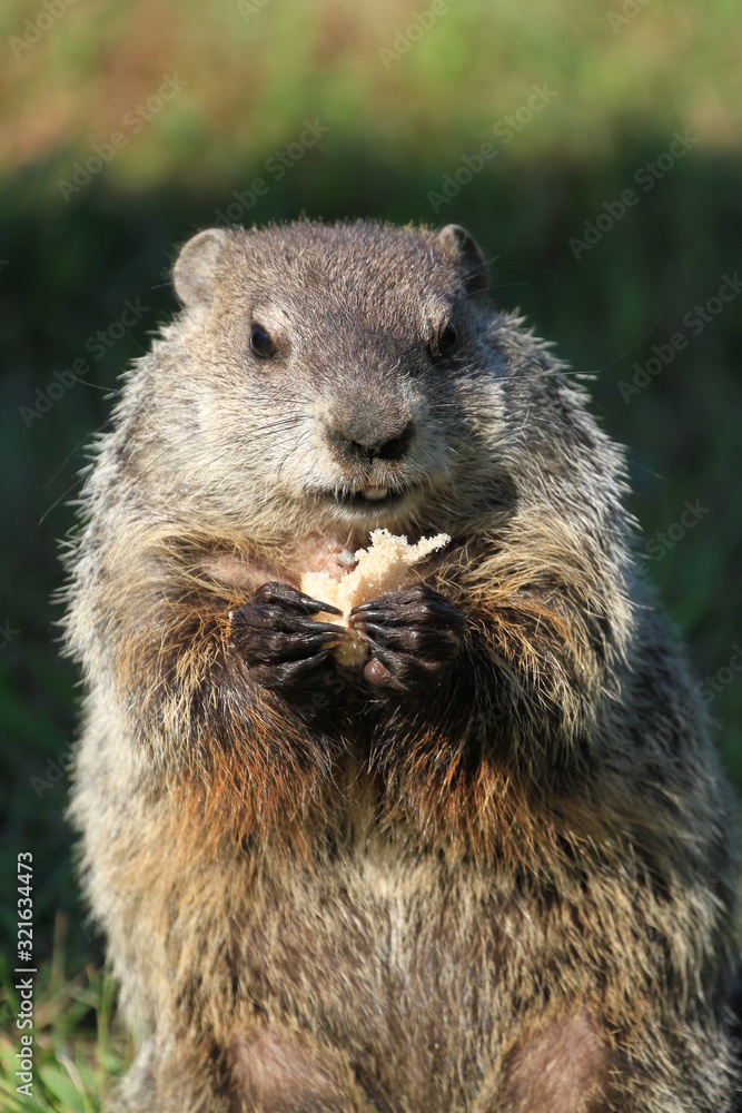 Upright picture of wild mischievously looking groundhog seen on a sunny day in Wheeling, West Virginia Upright picture of wild mischievously looking groundhog seen on a sunny day in Wheeling, West Virginia