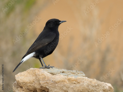 Black wheatear, Oenanthe leucura,