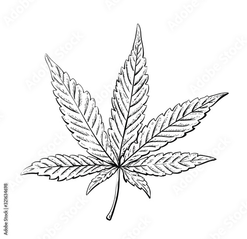 Cannabis or marijuana leaf. Vintage. Hand realistic drawing. Engraving style vector illustration.