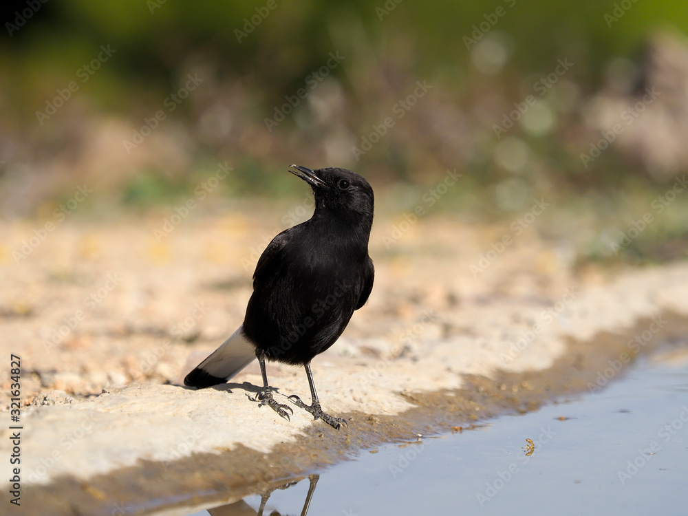 Black wheatear, Oenanthe leucura, Black wheatear, Oenanthe leucura,