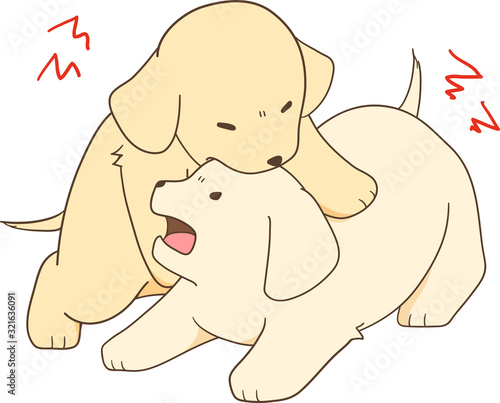 ゴールデンレトリバーの子犬（子犬同士で喧嘩）