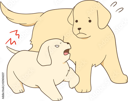 ゴールデンレトリバーの子犬（子犬が成犬・親犬に吠える）