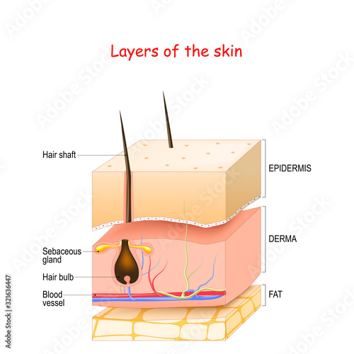 Skin Layers. Epidermis, dermis, hypodermis (fat). photo