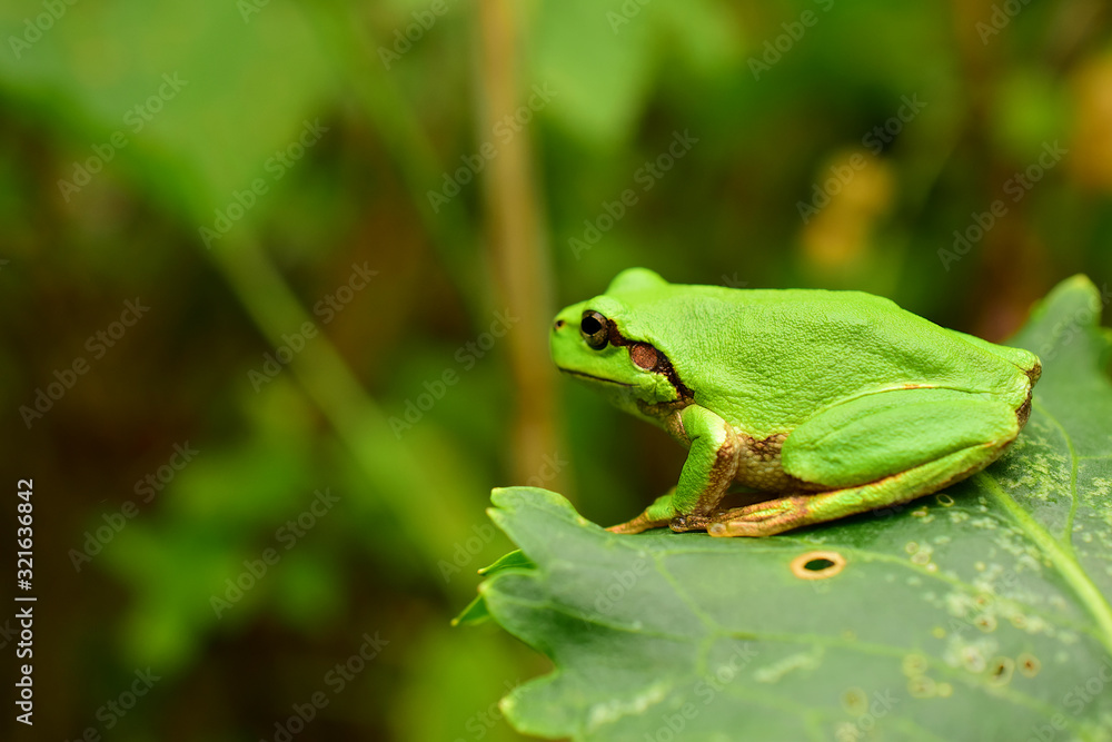 Obraz premium A green frog sits on a leaf. Far Eastern tree frog or East Siberian tree frog (lat. Hyla japonica) is an amphibian of the tree frog family. Macro. Closeup.