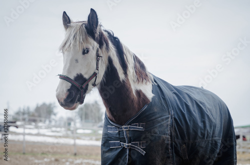 portrait of pinto horse in halter and blanket on paddock photo