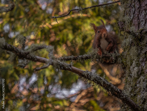 esquilo castanho no galho da   rvore na floresta