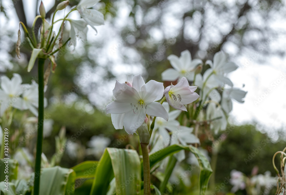 Fototapeta premium Coelia bella - a species of orchid native to Mexico, Guatemala, Honduras and Costa Rica