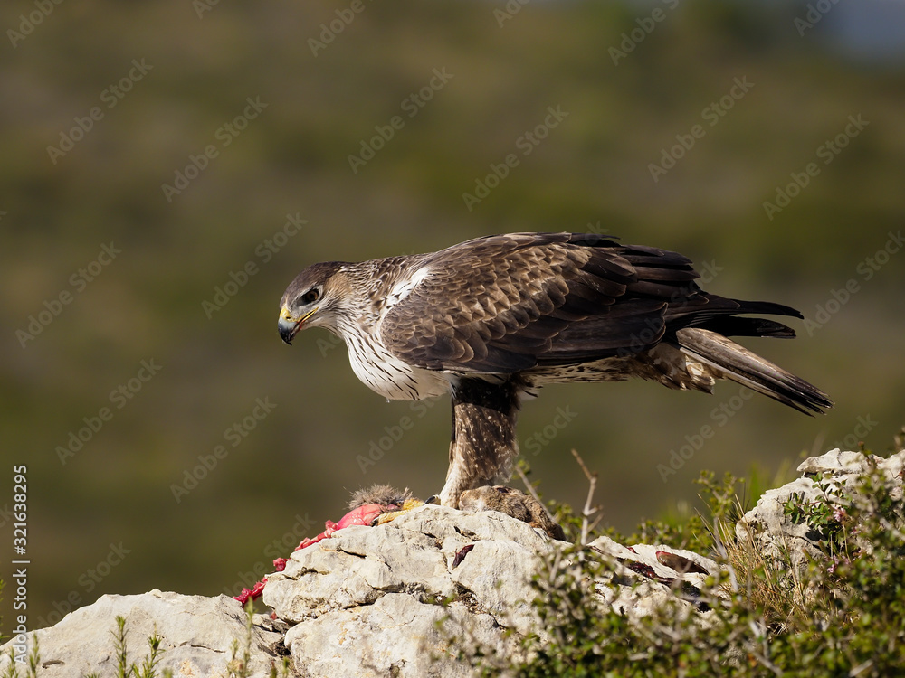 Fototapeta premium Bonelli's eagle, Hieraaetus fasciatus