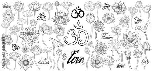 Lotus flower botanical vector drawing is isolated on a white background. Set decorative element for design. Set of plants hand work illustration