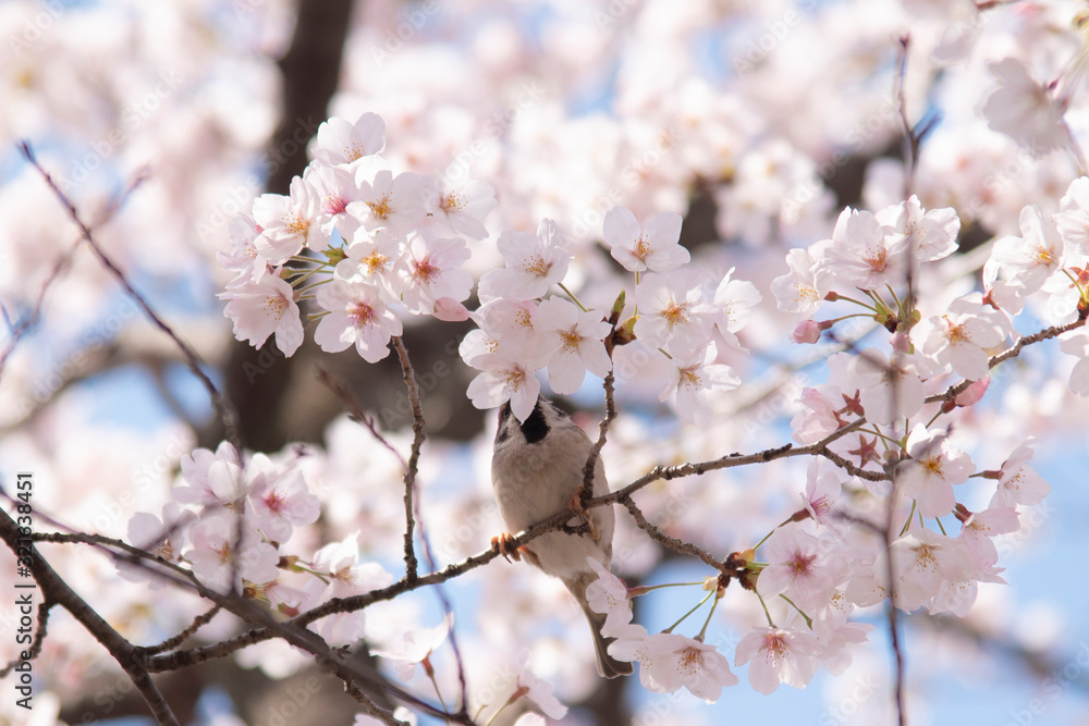 満開の桜の花の蜜をついばむスズメ 満開の桜の花の蜜をついばむスズメ