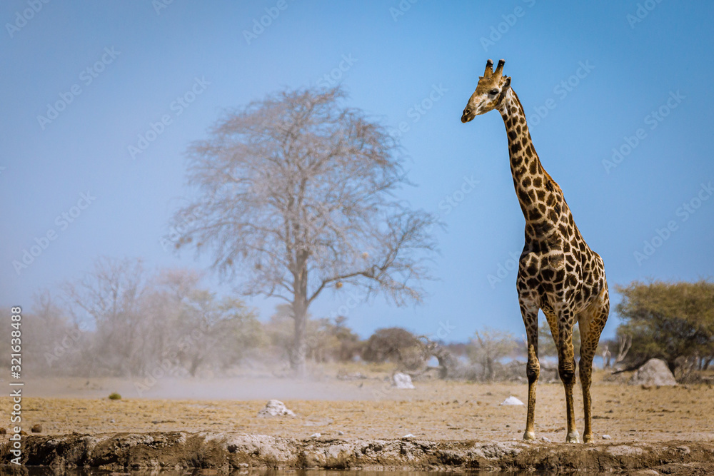 Obraz premium Giraffe