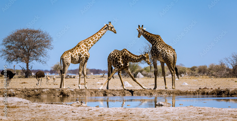 Obraz premium Giraffe
